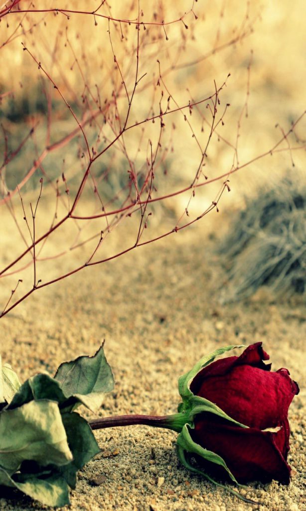  Hình nền hoa hồng đỏ dành điện thoại đẹp 