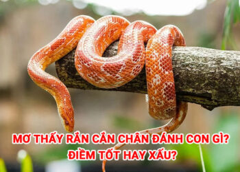 Mơ thấy rắn cắn chân đánh con gì? Điềm tốt hay xấu?