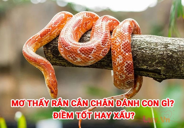 Mơ thấy rắn cắn chân đánh con gì? Điềm tốt hay xấu? 4 Mơ thấy rắn cắn chân đánh con gì? Điềm tốt hay xấu?