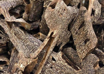 Thiên Mộc Hương mách bạn cách đốt trầm hương miếng đúng chuẩn