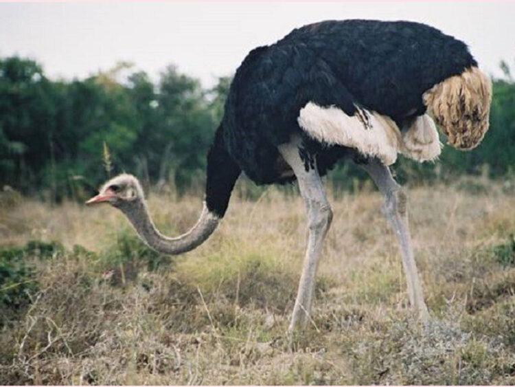 Tìm Hiểu Về Chim Đà Điểu – Loài Chim Lớn Nhất Thế Giới 5 Tìm Hiểu Về Chim Đà Điểu