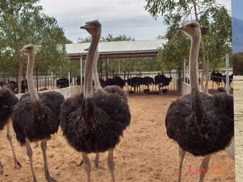 Tìm Hiểu Về Chim Đà Điểu – Loài Chim Lớn Nhất Thế Giới 9 Đà Điểu Và Mối Quan Hệ Với Con Người