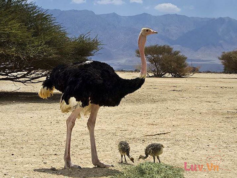 Tìm Hiểu Về Chim Đà Điểu – Loài Chim Lớn Nhất Thế Giới 8 Đặc tính của chim đà điểu