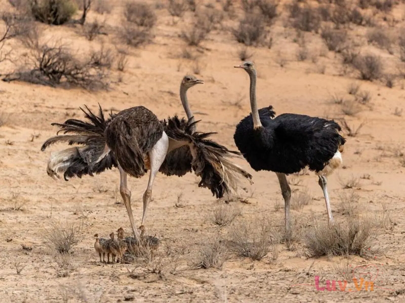 Tìm Hiểu Về Chim Đà Điểu – Loài Chim Lớn Nhất Thế Giới 7 Hình Dáng Ngoại Quan Của Chim Đà Điểu